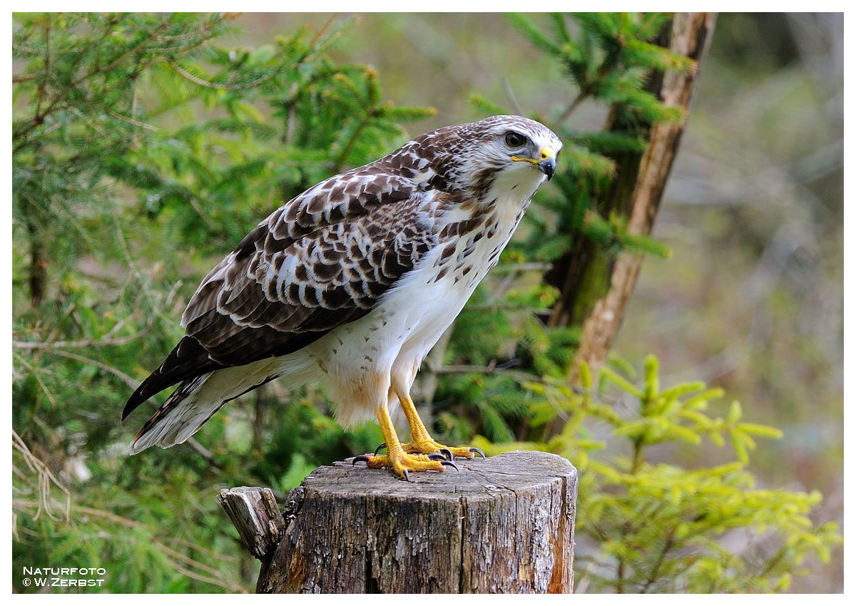 -- Mäusebussard -- ( Buteo buteo )