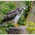 -- Mäusebussard -- ( Buteo buteo )