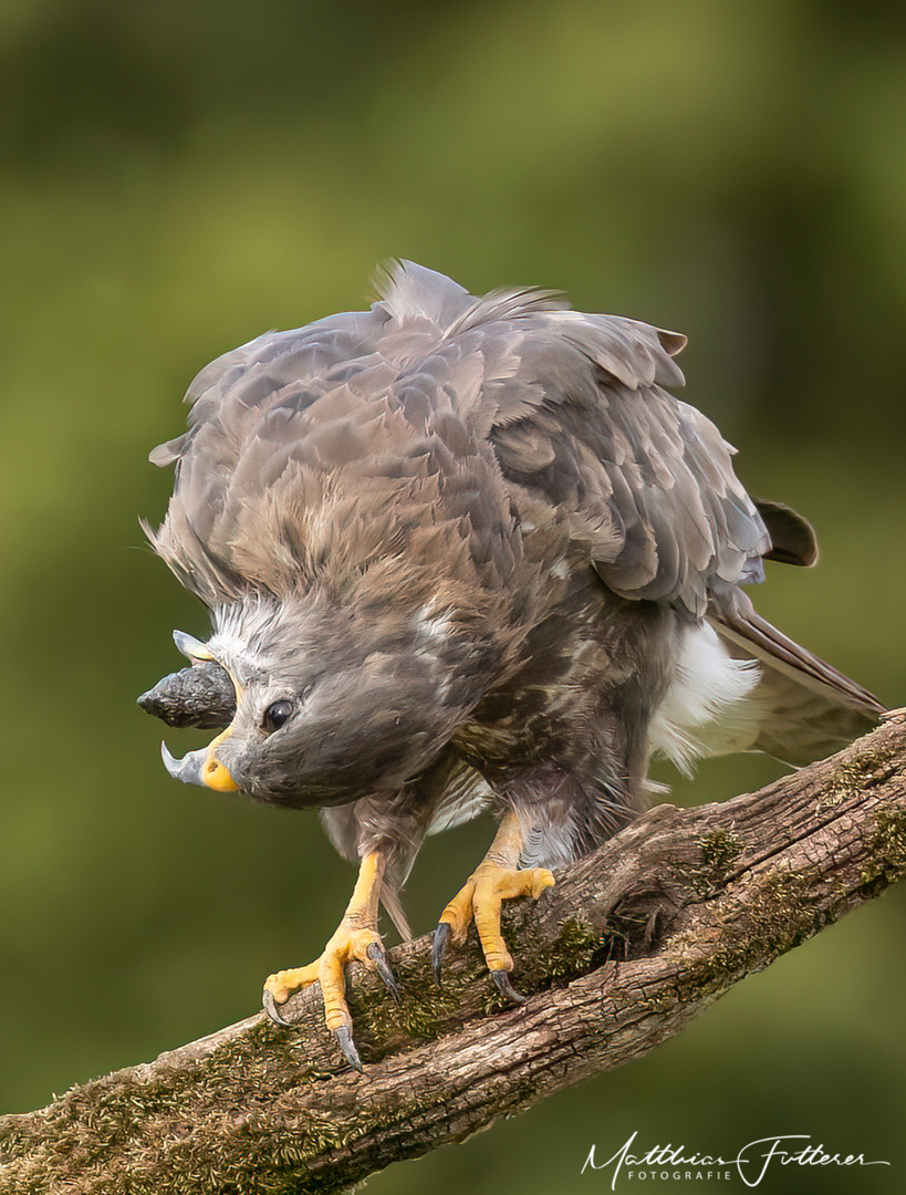 Mäusebussard (Buteo buteo)