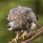 Mäusebussard (Buteo buteo)