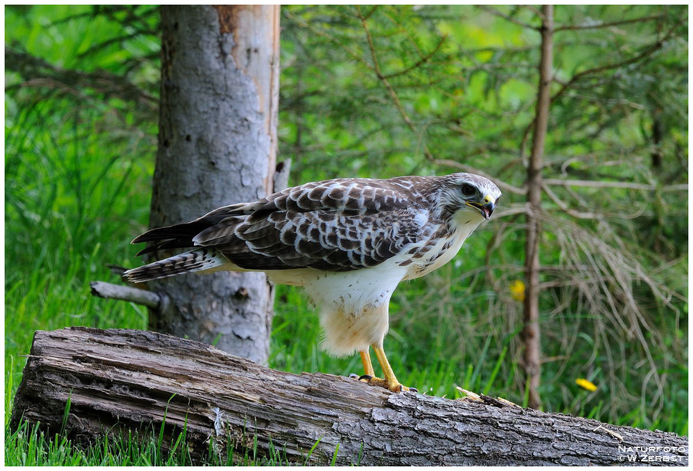 - Mäusebussard - ( Buteo buteo )