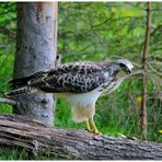 - Mäusebussard - ( Buteo buteo )