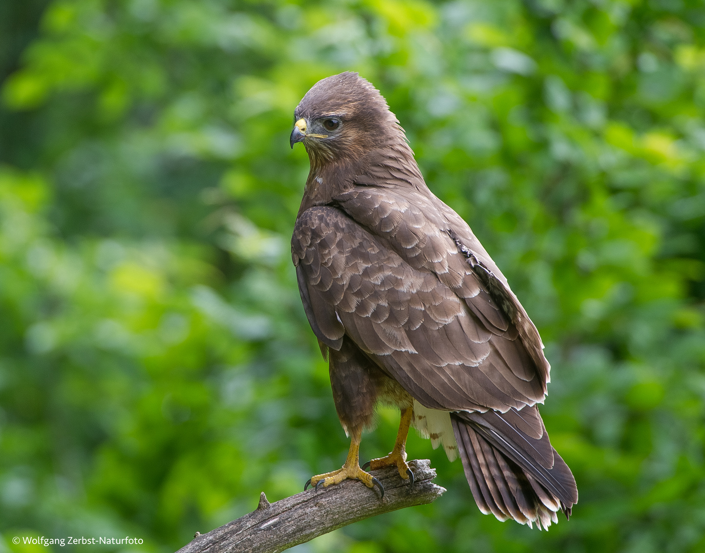 - Mäusebussard -   ( Buteo buteo )