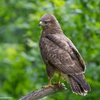 - Mäusebussard -   ( Buteo buteo )