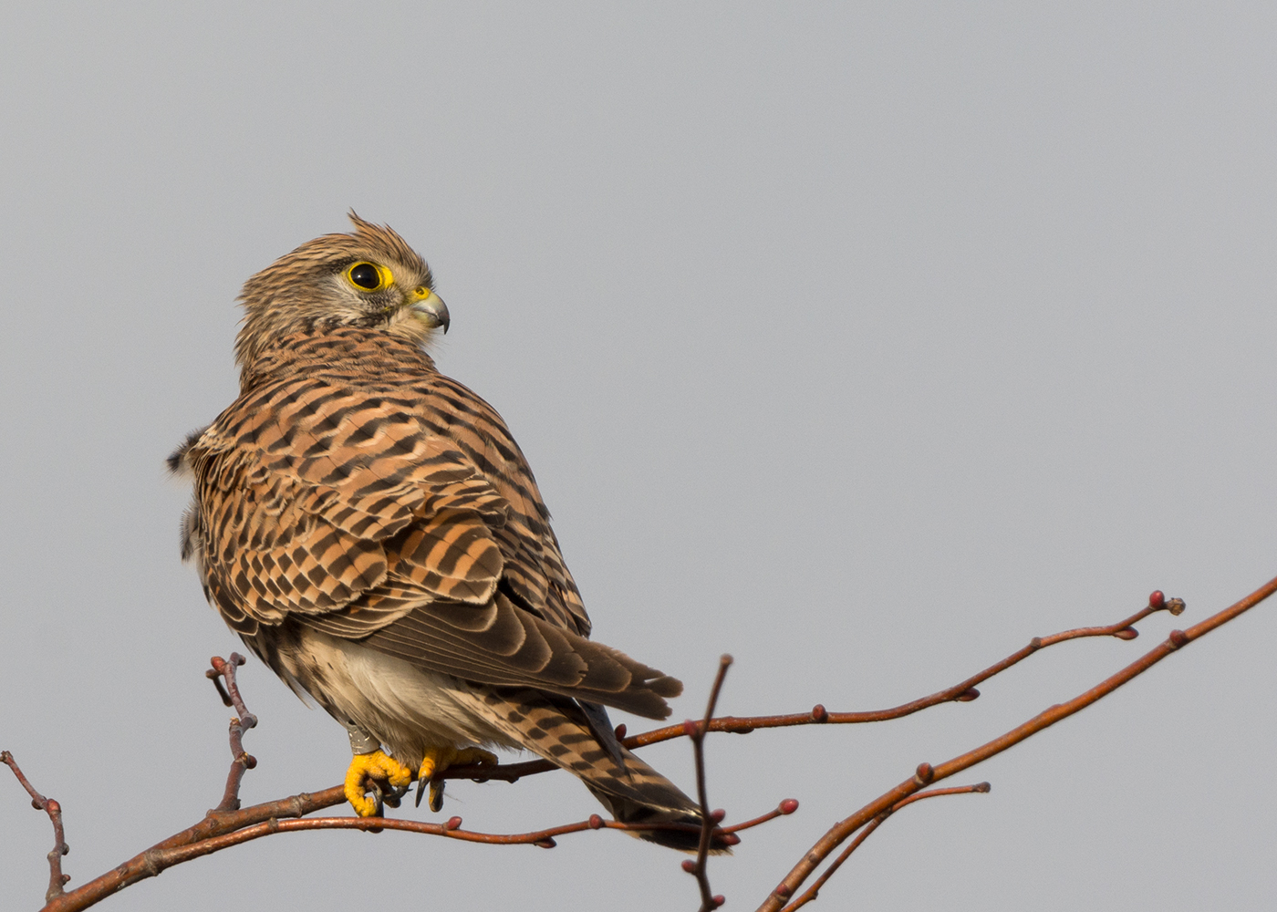 Mäusebussard (Buteo buteo)