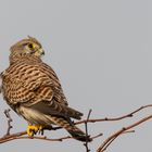 Mäusebussard (Buteo buteo)