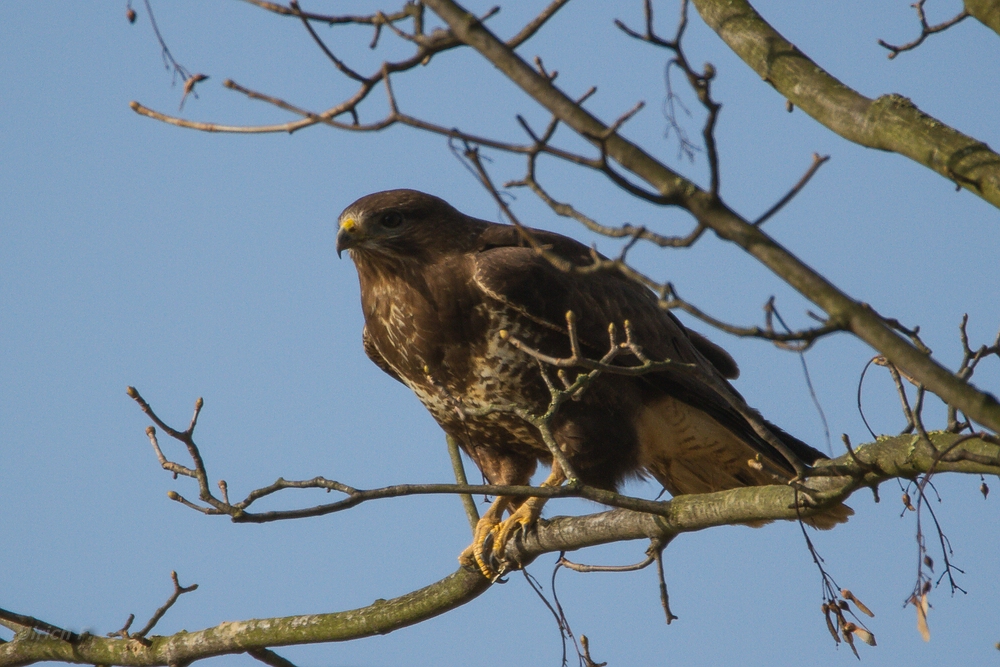 Mäusebussard (buteo buteo)