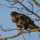 Mäusebussard (buteo buteo)