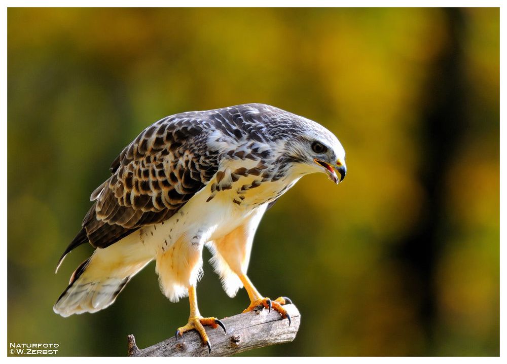 -- Mäusebussard -- ( Buteo buteo )