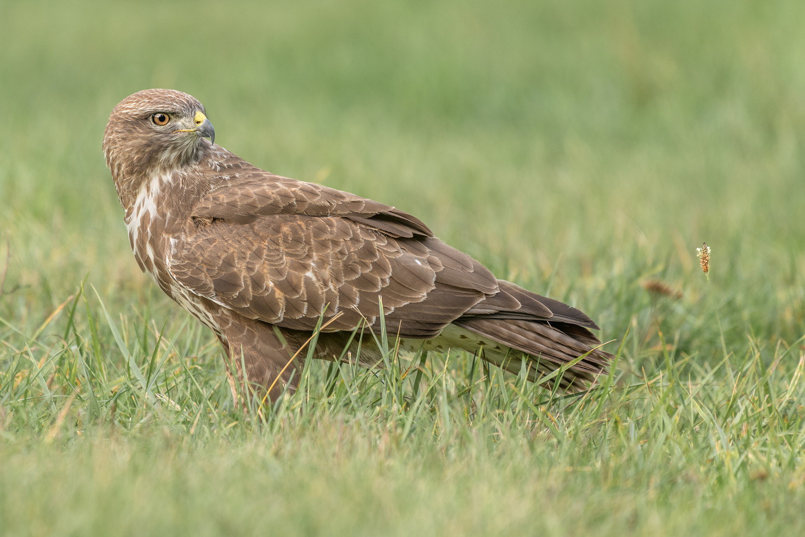 Mäusebussard (Buteo buteo)