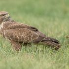 Mäusebussard (Buteo buteo)