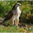 - Mäusebussard - ( Buteo buteo )