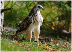 - Mäusebussard - ( Buteo buteo )