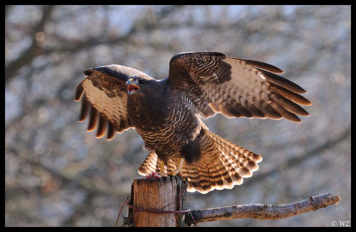 - Mäusebussard - ( Buteo buteo )