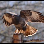 - Mäusebussard - ( Buteo buteo )