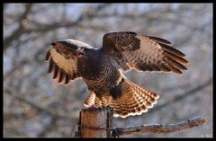 - Mäusebussard - ( Buteo buteo )