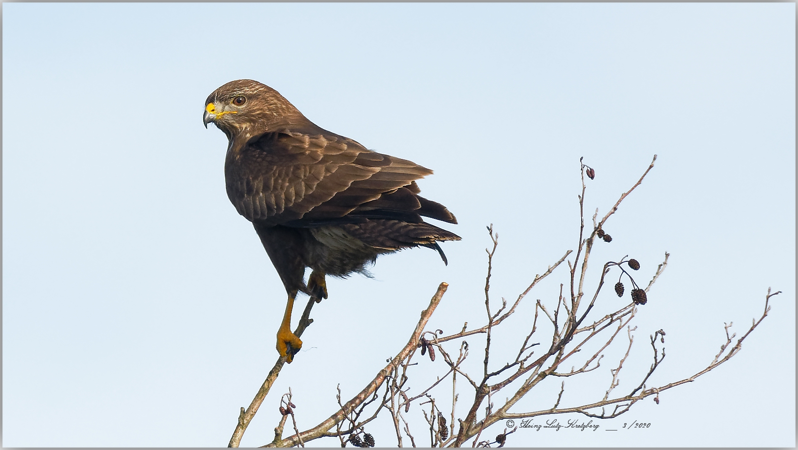 Mäusebussard  ( Buteo Buteo 