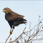 Mäusebussard  ( Buteo Buteo 