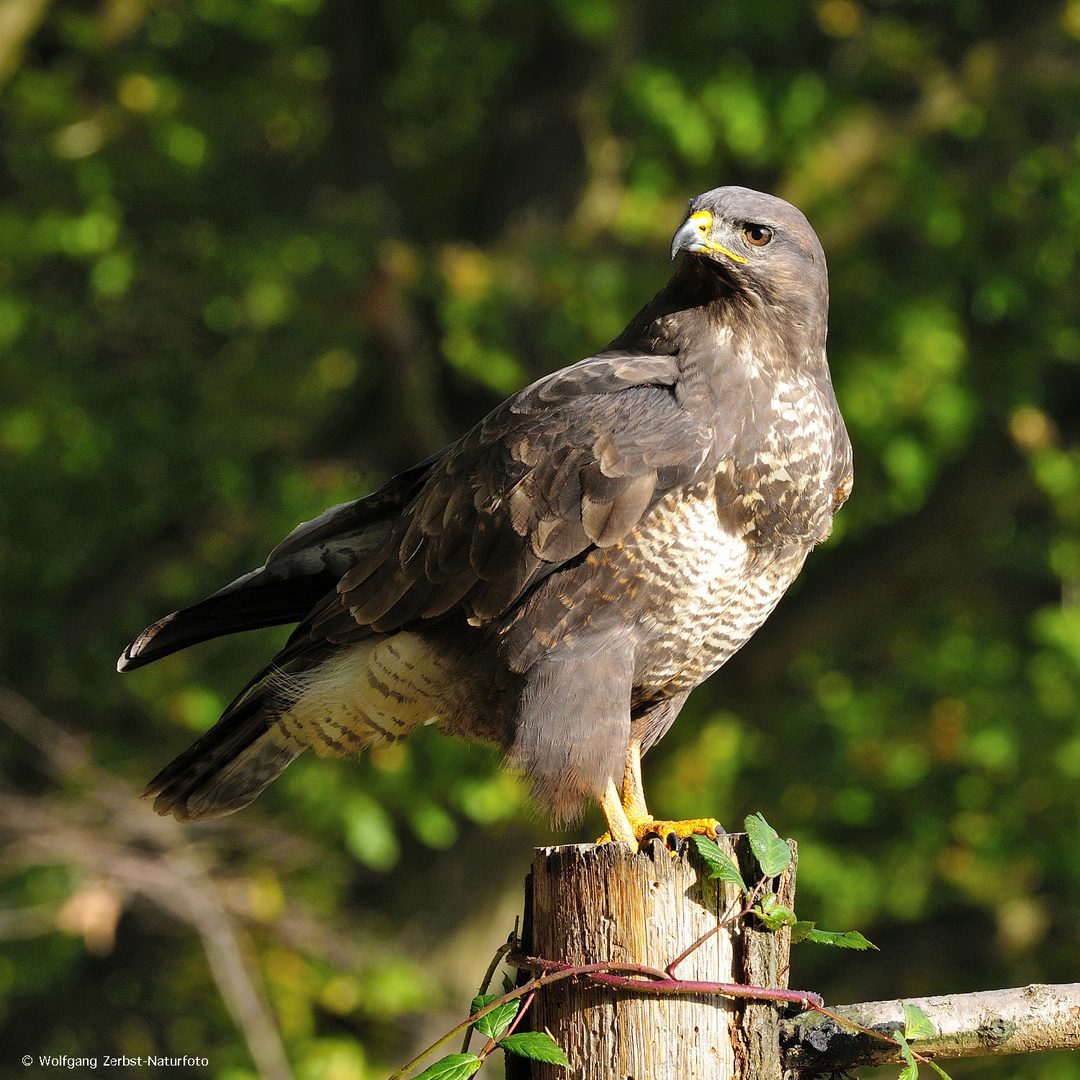 --- Mäusebussard ---   ( Buteo buteo )