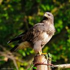 --- Mäusebussard ---   ( Buteo buteo )