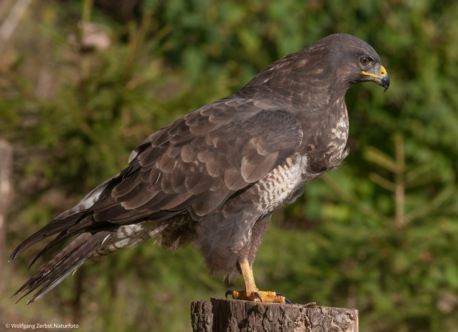 -Mäusebussard - (. Buteo buteo ) 