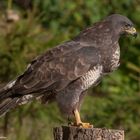 -Mäusebussard - (. Buteo buteo ) 