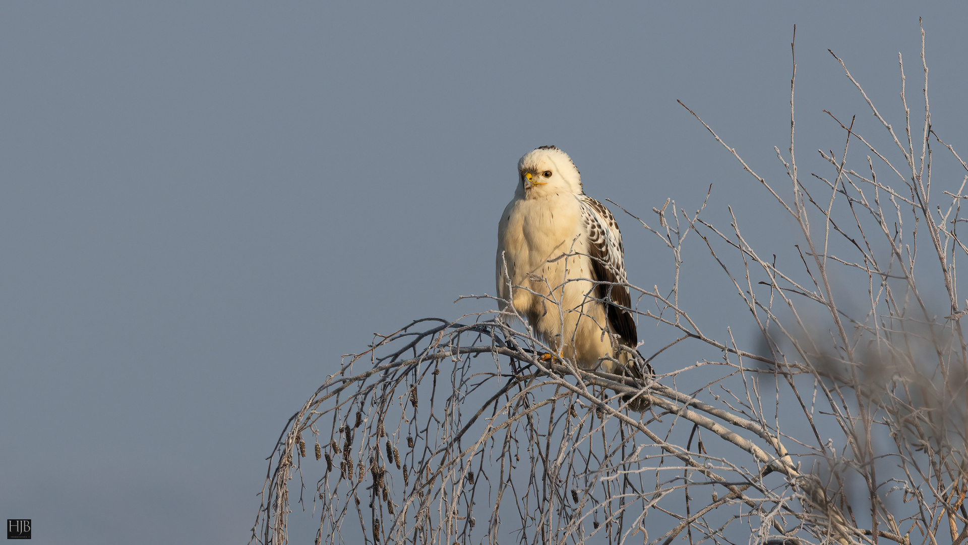  Mäusebussard (Buteo buteo) - Common Buzzard  