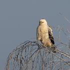  Mäusebussard (Buteo buteo) - Common Buzzard  