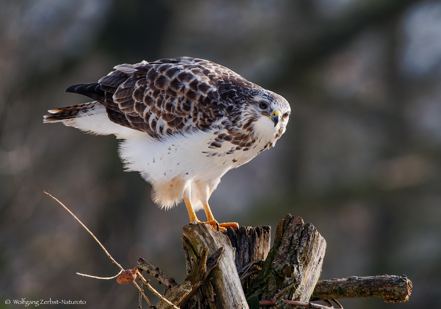   - MÄUSEBUSSARD - ( Buteo buteo )