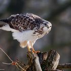   - MÄUSEBUSSARD - ( Buteo buteo )