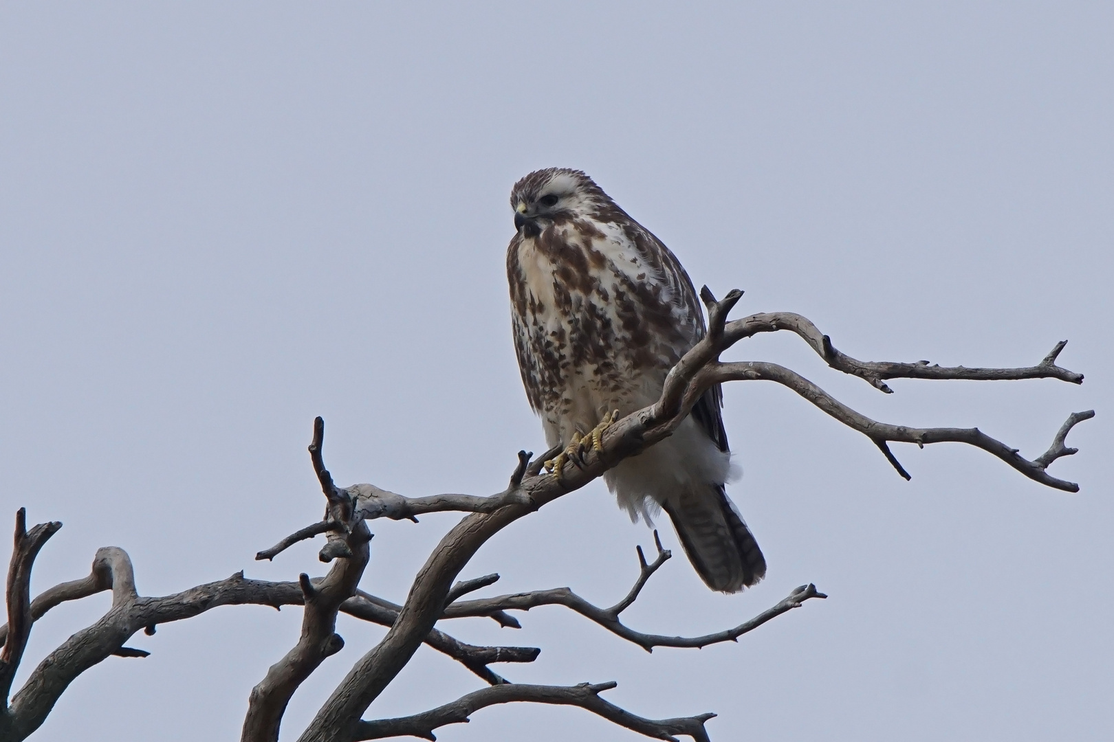 Mäusebussard (Buteo buteo)