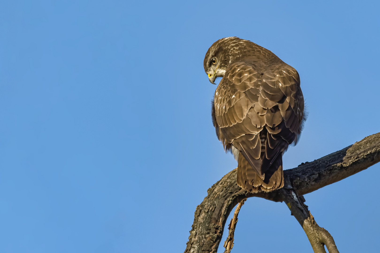 Mäusebussard (Buteo buteo)