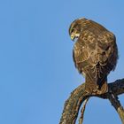 Mäusebussard (Buteo buteo)