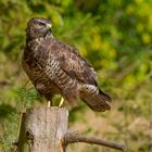 - Mäusebussard -( Buteo buteo)