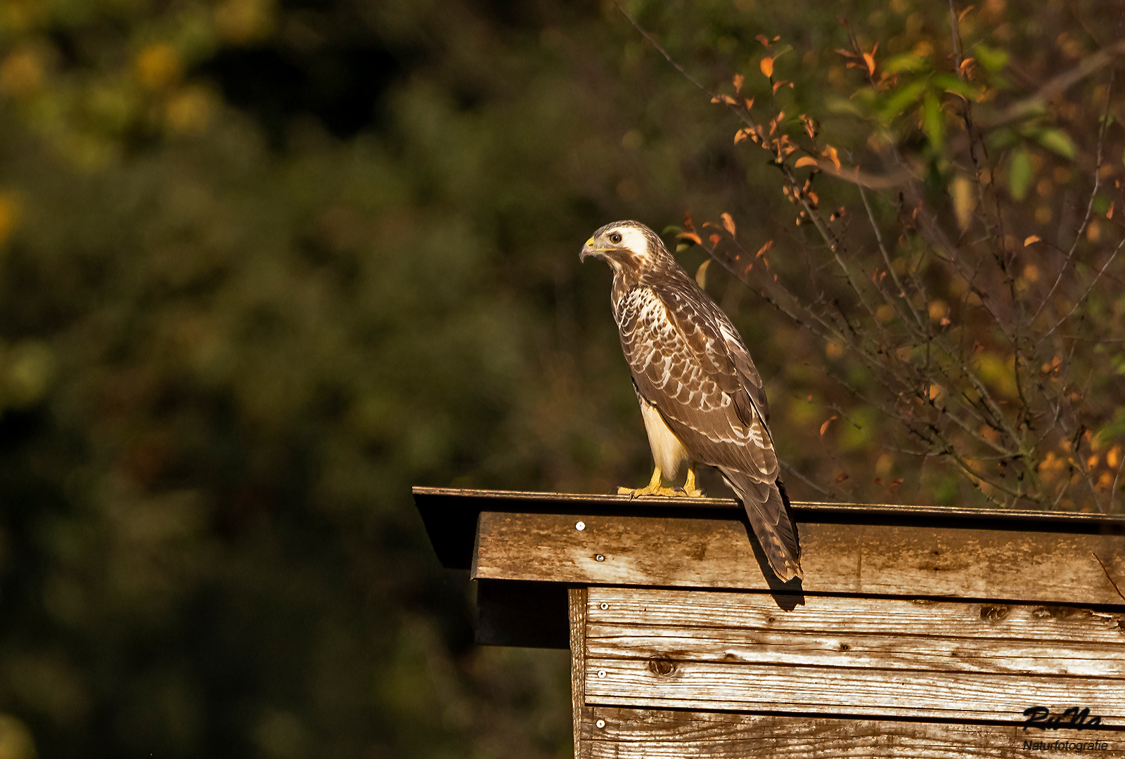 Mäusebussard - Buteo buteo