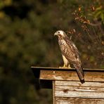 Mäusebussard - Buteo buteo