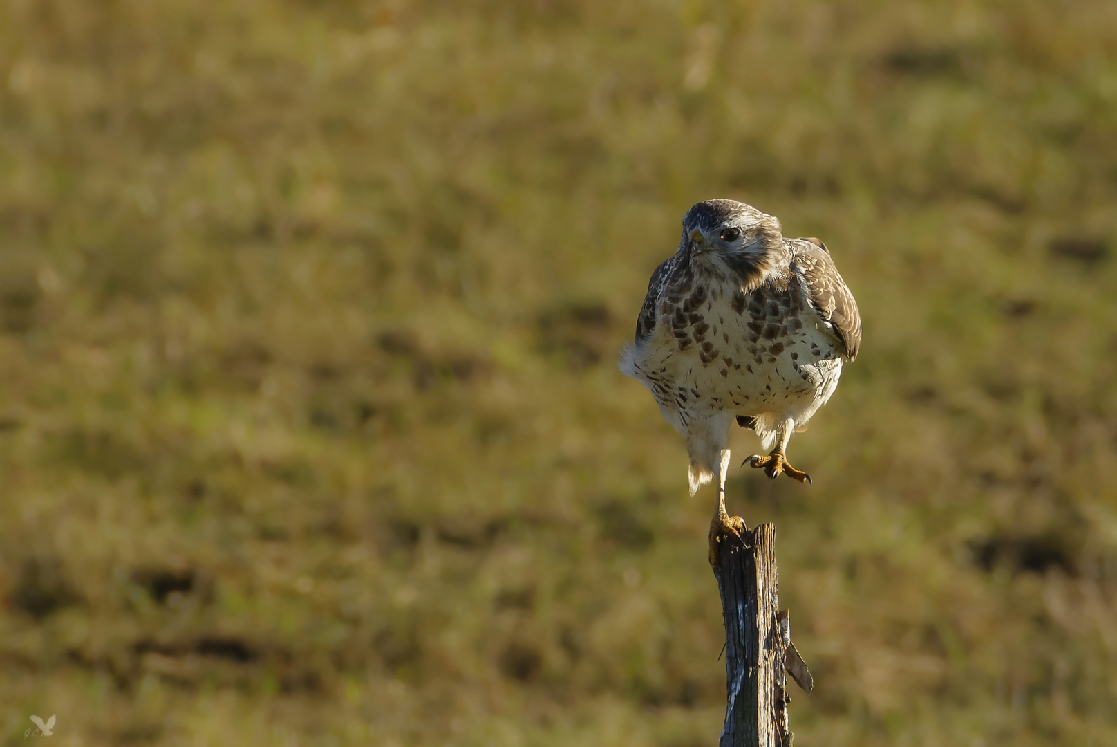 Mäusebussard (Buteo buteo) ...