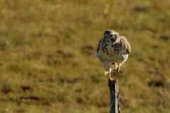 Mäusebussard (Buteo buteo) ...