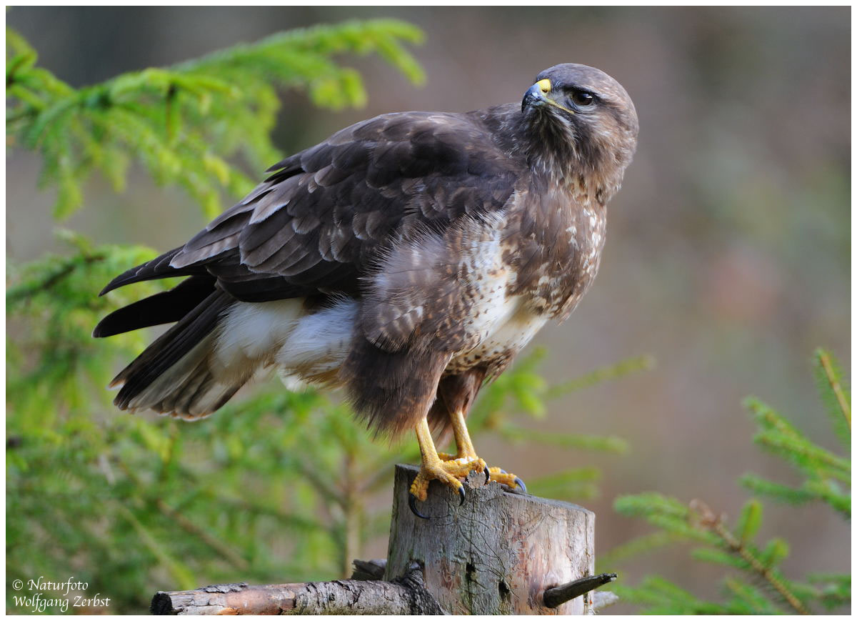 ---- Mäusebussard ---- ( Buteo buteo )