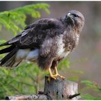 ---- Mäusebussard ---- ( Buteo buteo )