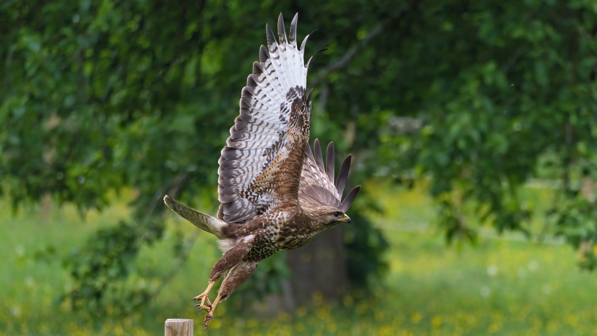 Mäusebussard (Buteo buteo)