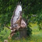 Mäusebussard (Buteo buteo)