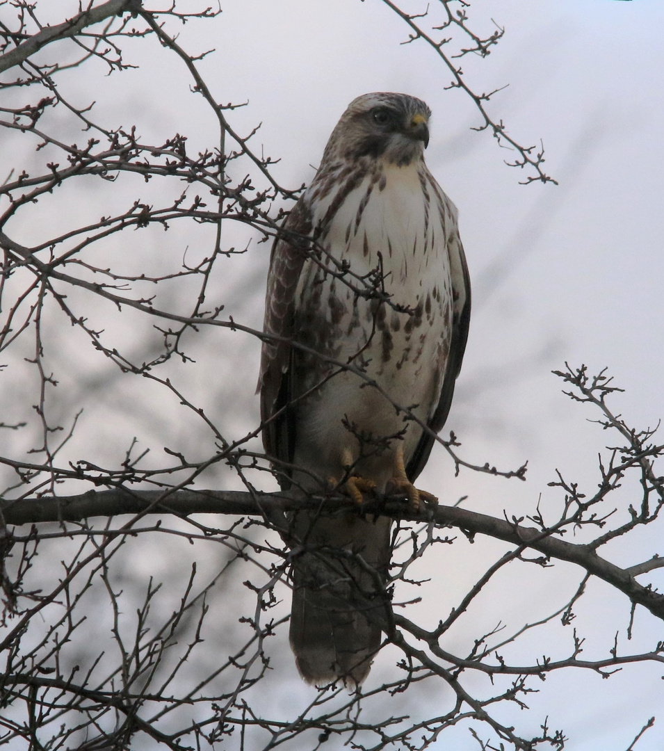 Mäusebussard ( Buteo buteo )