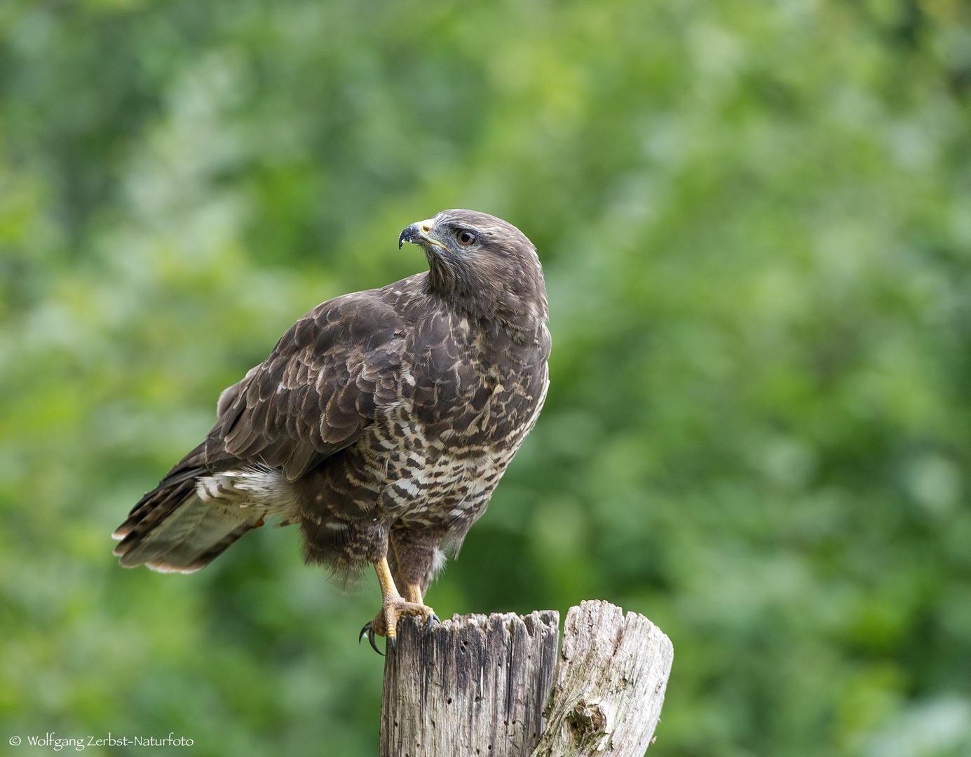   -MÄUSEBUSSARD -  ( Buteo buteo )