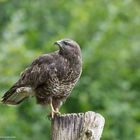   -MÄUSEBUSSARD -  ( Buteo buteo )