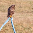 Mäusebussard (buteo buteo)