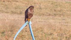 Mäusebussard (buteo buteo)