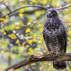 Mäusebussard (Buteo buteo)