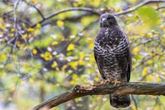 Mäusebussard (Buteo buteo)