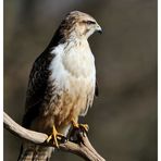 -- Mäusebussard -- ( Buteo buteo )